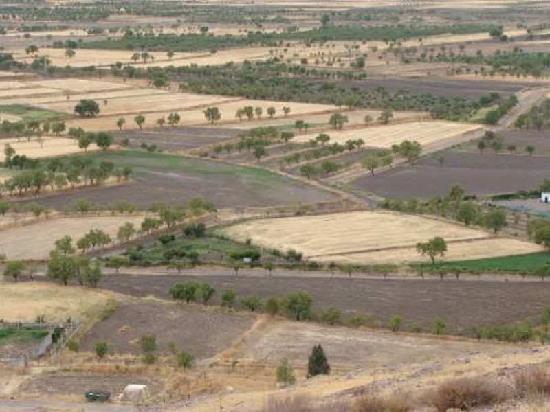 DÍA MUNDIAL DE LA AGRICULTURA