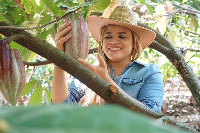 Cacao dominicano: más de cuatro décadas después, el reto de ganar valor